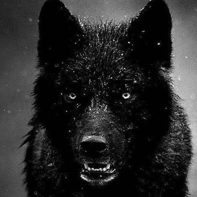 🐺 The Wolf Of MultiversX 🐺さんのプロフィール画像