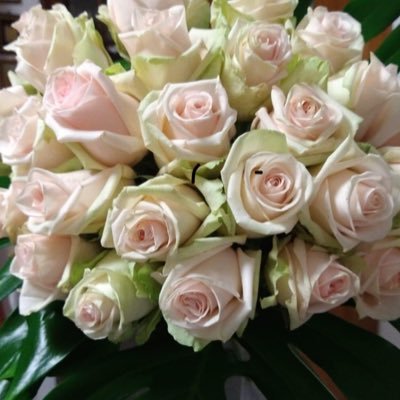 pacegiusta's profile picture. 