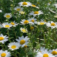 ɒᴎiʞuʏ (@mk_sj5) Twitter profile photo