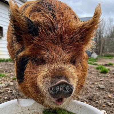 meichiyao's profile picture. 