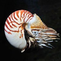 Jinky (@zjinky) 's Twitter Profile