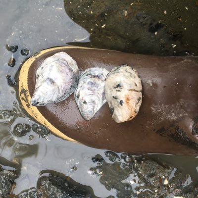 Studying the historical ecology of oyster parasites by looking into the past. Join us as we explore and find some answers! Account managed by @julishells