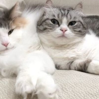 maitreya29's profile picture. big monke woo woo