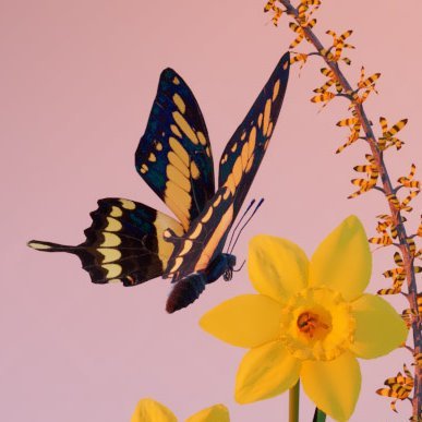 Ikebana Collectionさんのプロフィール画像