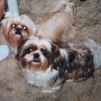 Beverly Hart (@hartingtonb) 's Twitter Profile