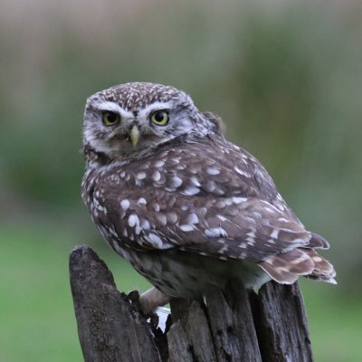 Ferring birder