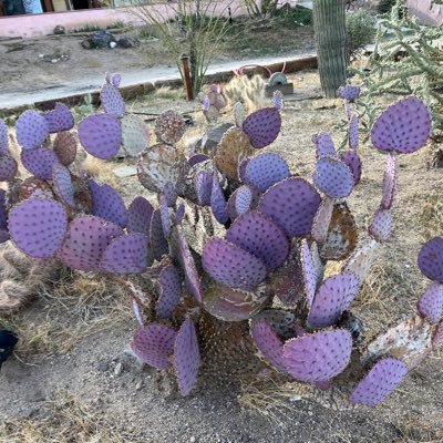 AnnakimViolette's profile picture. 