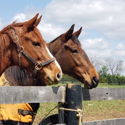 Re-homing Thoroughbred race horses in Lexington KY.
855-909-4350