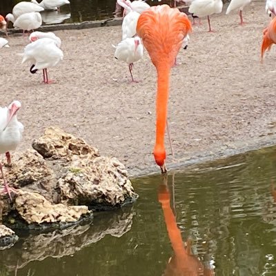 dtfflamingo's profile picture. pink flamingos rule