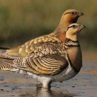 Chiching 🍂 (@adriftawayalone) 's Twitter Profile