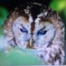 Fab Wee Beasties (@fabweebeasties) Twitter profile photo Fab Wee Beasties (@fabweebeasties) Twitter profile photo