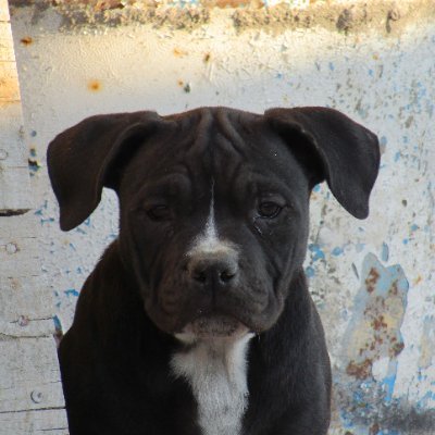 EdgarIzquierd17's profile picture. Artesano contemporáneo_Inverosímil_Morado.Amarillo