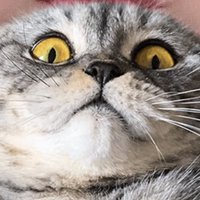 パンピー (@creadacontra) Twitter profile photo