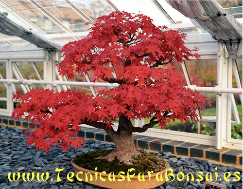 Sitio Dedicado a las Técnicas, a la Formación y Divulgación de Como hacer crecer, como recortar, como regar, la escultura y la poda del Bonsai.