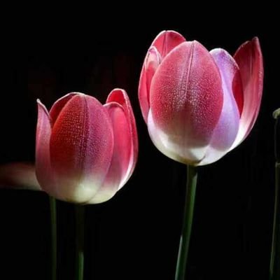 mikezha54219229's profile picture. 