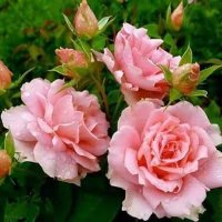 Bhanu (@bhanu836836) 's Twitter Profile Photo Bhanu (@bhanu836836) 's Twitter Profile Photo
