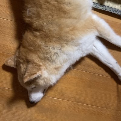 bottom_ds's profile picture. 院卒の底辺データサイエンティスト。日々勉強した内容や気になったことをつぶやきます。