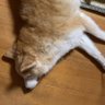 bottom_ds's profile picture. 院卒の底辺データサイエンティスト。日々勉強した内容や気になったことをつぶやきます。