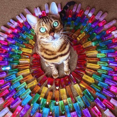 Vadise_TWD's profile picture. My pronouns are fuck around/find out     🩷❤️🧡💛💚🩵💙💜