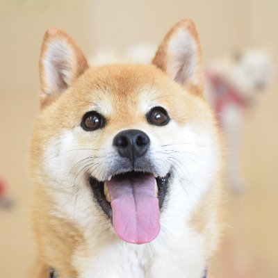 LApCvTbpSyH9UvN's profile picture. インターネット大好き！
広告運用勉強中です