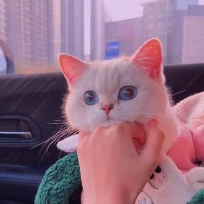 AjiyaZahra's profile picture. Chemist|UOSinan|freelancer|
Proud Pakistani ♥️