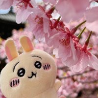 うさお🐰 (@chiiusa923) 's Twitter Profile Photo うさお🐰 (@chiiusa923) 's Twitter Profile Photo