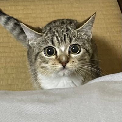 ニャンコ　商品違い多い❌翌日受取通知⭕️ 質問日時の新しい順】インターネットショッピング 回答受付中の