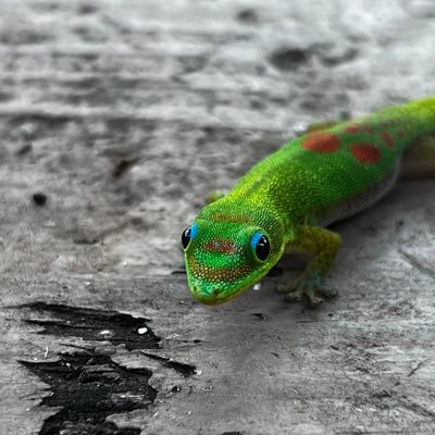 luongray's profile picture. 