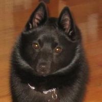 I'm a schipperke (pronounced Skipper-kee) a breed from Belgium. I was born in Ohio and made my way to California.