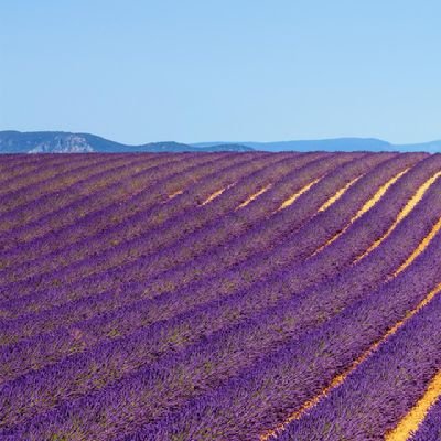 inci_dilara's profile picture. inci avcısı...