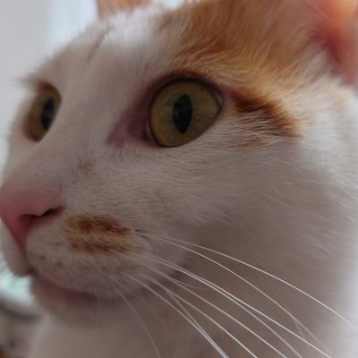 nunnunbigcat Profile Picture