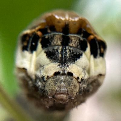 arigato_39's profile picture. 不器用に生きてます。虫と植物勉強中&芋活中𖥧𓇣𖦥𖥧𖥣🐛ܾ ܾ 𖥧𓇣𖦥𖥧𖥣 いつかニセセマルヒョウホンムシを見つけたい。長いこと大澤誉志幸さんのファンです(40年目)😎