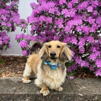 Welcome to cute.puppies55🐶🐶
Here posts dogs and puppies ❣️🐶
We are on IG @cute.puppies_55 and also on TikTok as cute_puppies55 please follow up thank you ❣️