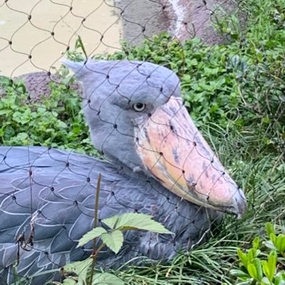 全国の動物園に行きたいけど上野ばかり行ってる人。動物全般好きです。アイコンは上野動物園のハシビロコウさんハトゥーウェ。ヘッダーはレイレイです🐼💕撮影はiPhoneのみ。