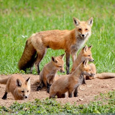 Foxz Family