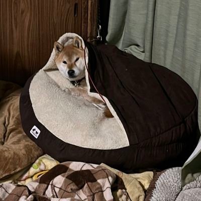 天空(スカイ)
柴犬♂７才(H28.11.11)シニア犬の仲間入りしました🐾
うちの子記念日(H29.3.18)
無言フォロー失礼します🙇