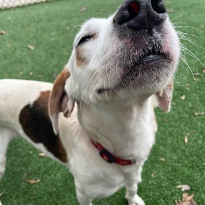 Goochland County Shelter and Adoption Center Profile