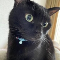 Ren (@cars_withcats) 's Twitter Profile Photo Ren (@cars_withcats) 's Twitter Profile Photo