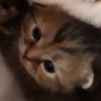 Çeboşko (@cebosko) 's Twitter Profile