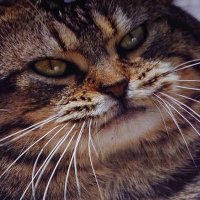 らまパカすぺしー(´・ω・`) (@kapi_nyan8) 's Twitter Profile