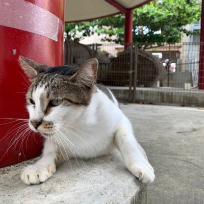 愛知。本職→技術職。最近ポケカに子供とハマってます。素体、boxは子供のおもちゃになるのでもっぱらpsa収集中。たまにスロットいきます。