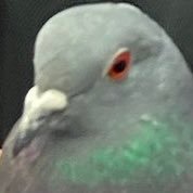 Crucible Pigeon (@crucible_pigeon) 's Twitter Profile