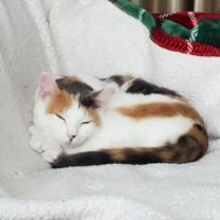 Emily Ro (@mrs_wistful) 's Twitter Profile