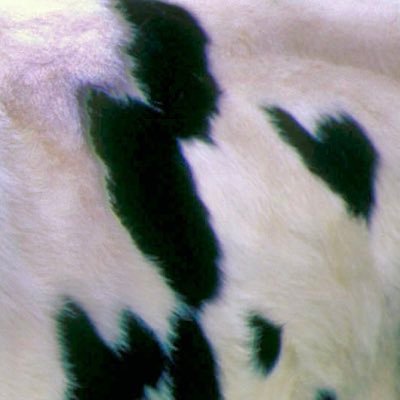 🍃🐮=奶牛草场/牛🐮🍃中文/ENGLISH/翻译器👌🏻wb@奶牛草场 ig@NiuNcc|🎶👑🐃😈👽🤮🐕🤡🥚🏎️|禁止无授权转载|feel free to follow & comment🤲🏻