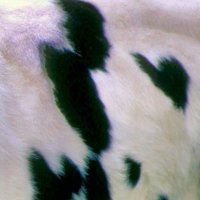 MO0o0O (@niuncc) 's Twitter Profile