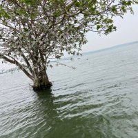 Prasun Bhattacharyya (@prasunkalib) 's Twitter Profile