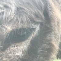 Shantilly1973 ⚖️ 🌎 ⚖️ Resist (@shantilly1973) 's Twitter Profile