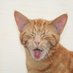 Butter The Ginger Cat (@ButterGingerCat) Twitter profile photo