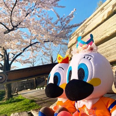Alb12Yoko's profile picture. サッカーもバスケも、アルビ最高!!