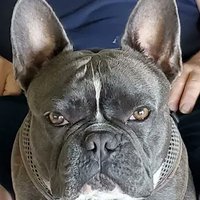 giantsquirrel (@giantsquirrel2) 's Twitter Profile